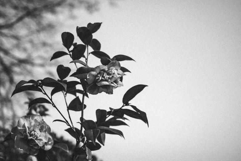 a single white and red rose in front of black and white background