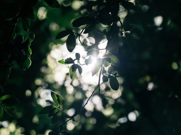 a nch of a tree is showing the sun's rays