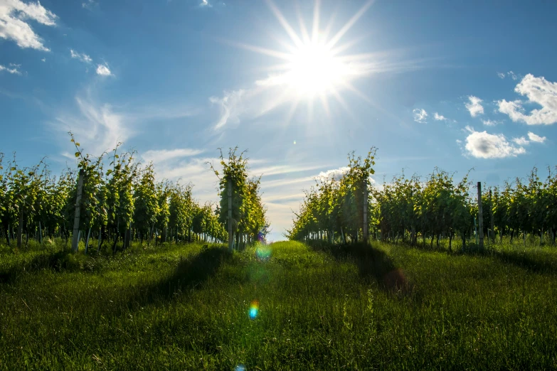 a sun shines brightly over a green field