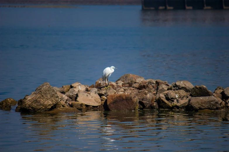 a bird perched on a rock by the water