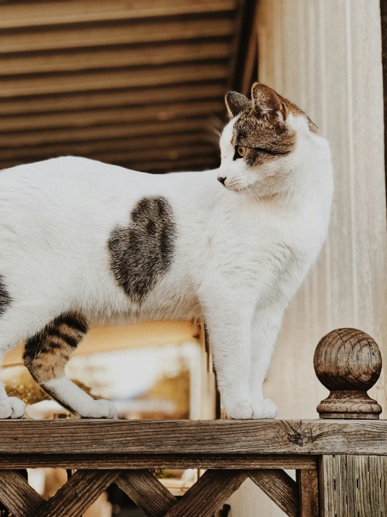 a white cat is standing on a wood table