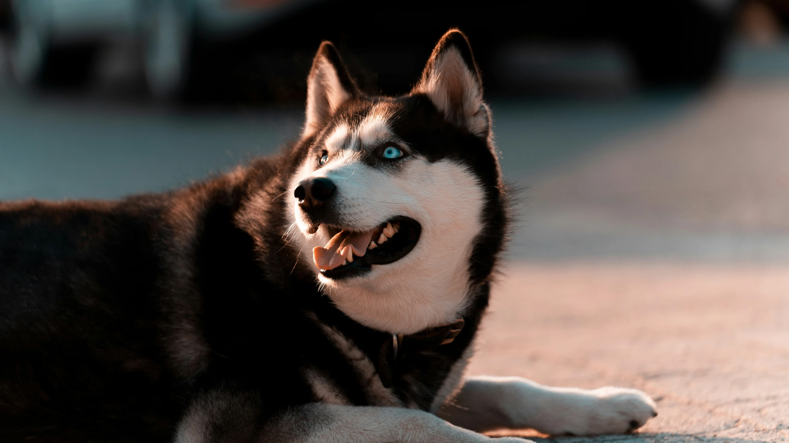 a black and white husky dog on the ground