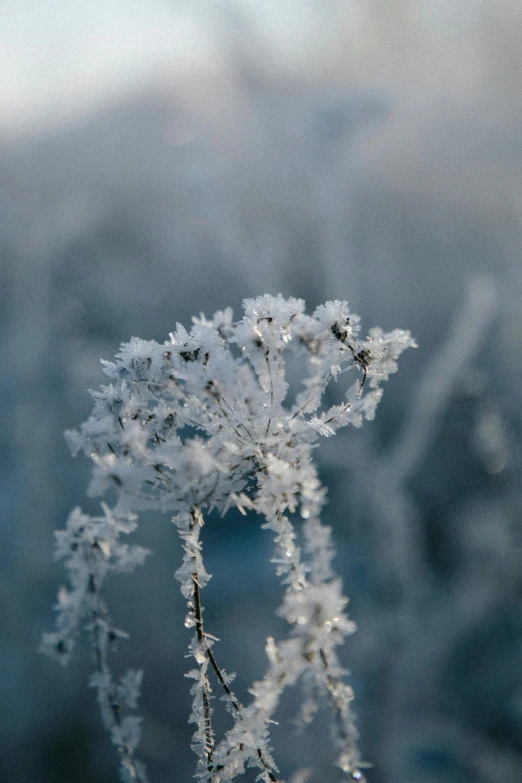 a picture of frost on a plant with blue sky in the background