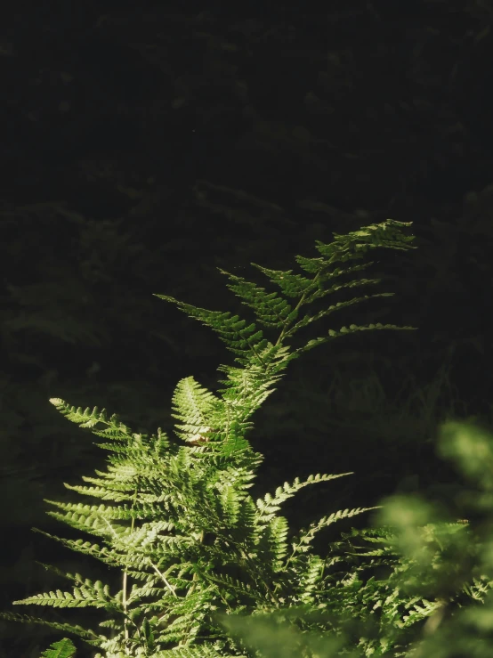 a large plant with green leaves growing from it