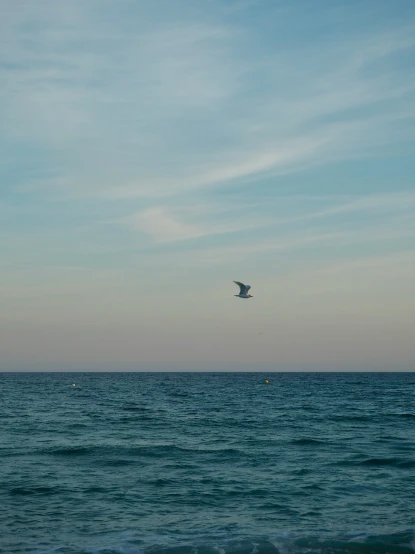a seagull soaring over the water off the shore