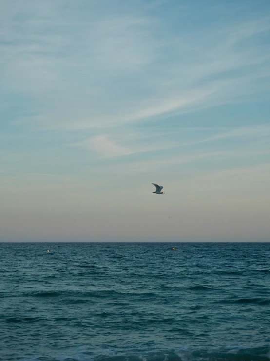 a seagull soaring over the water off the shore