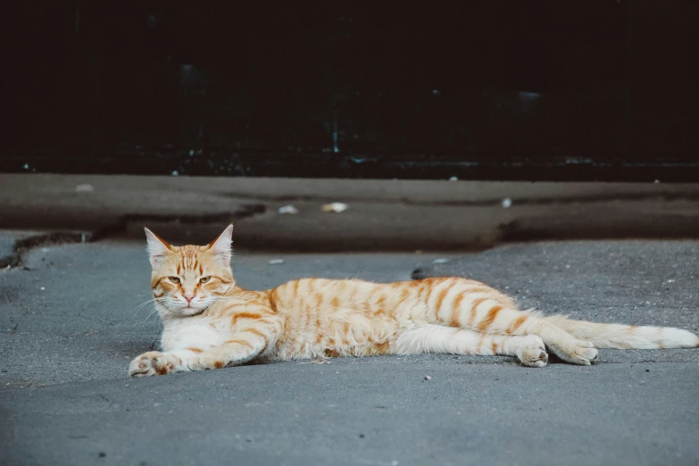 a yellow and white cat sitting on the ground