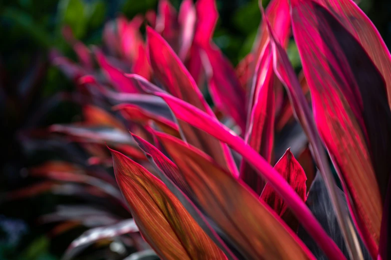 this is some pink and purple leaves