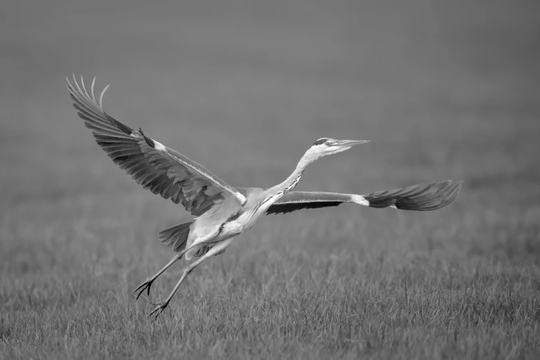 an upclose po of a bird flying in the grass