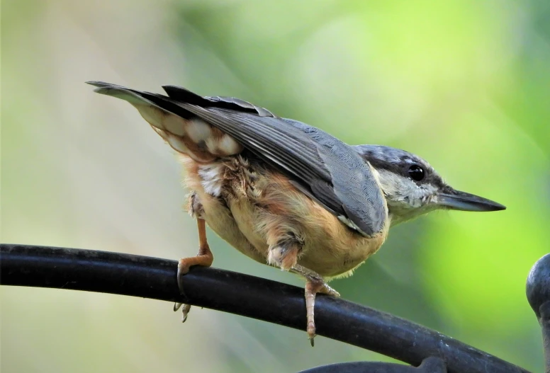 there is a bird sitting on top of a metal object