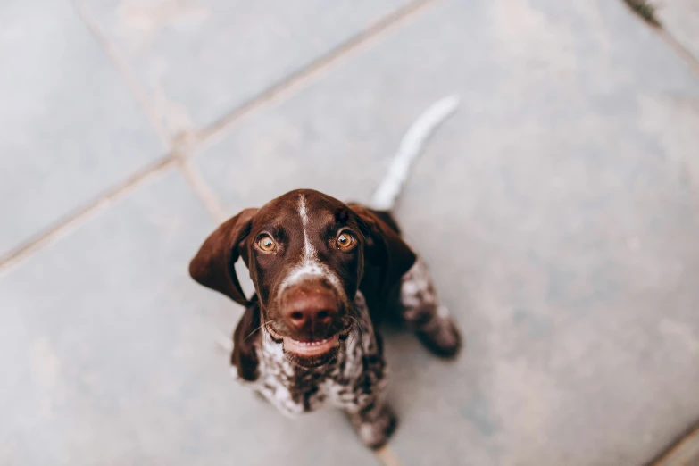 a dog with brown eyes is looking up