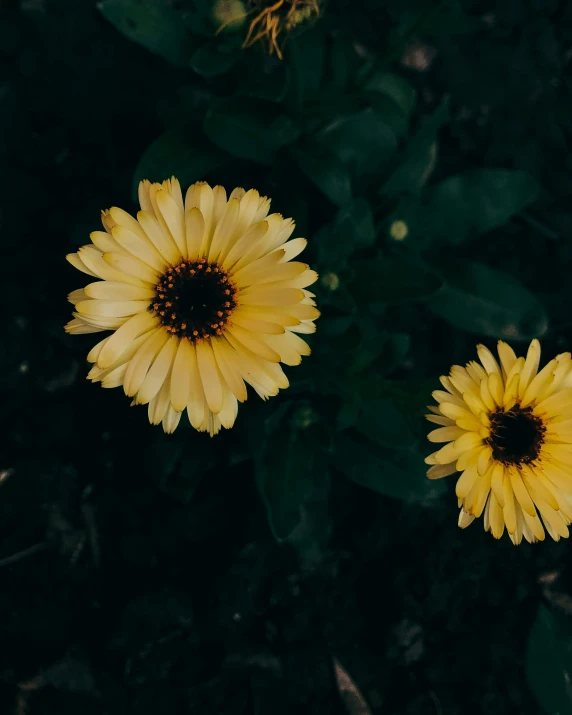 two yellow flowers on top of a green plant