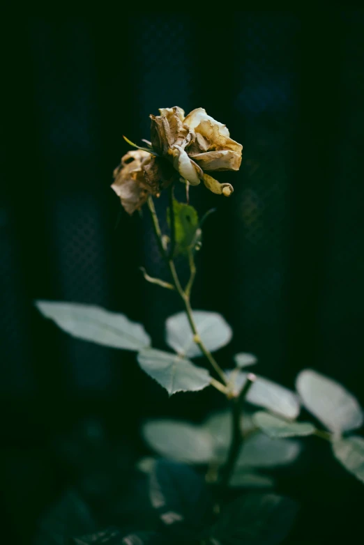 a single rose is standing still on a bush
