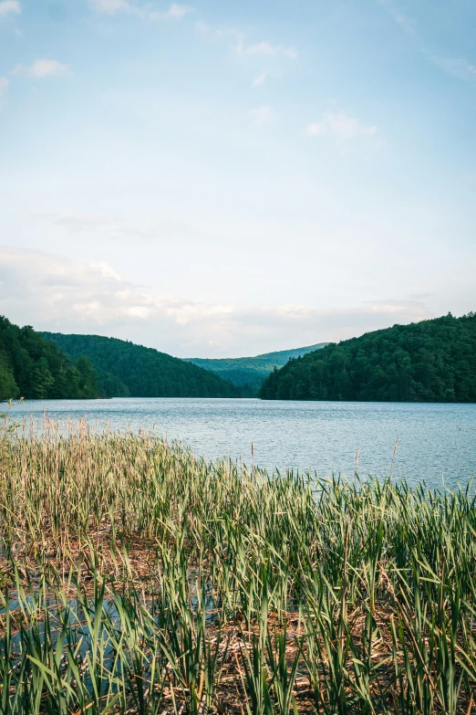 a lake filled with lots of green water