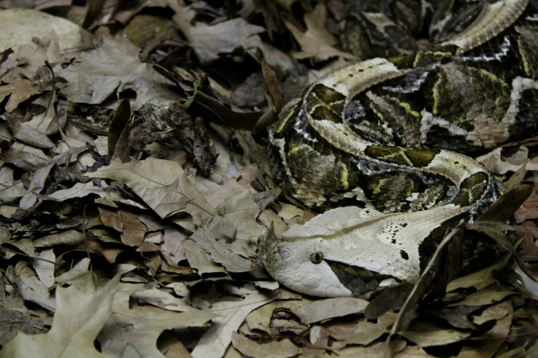 a snake curled up in leaves looks like it's hatched up