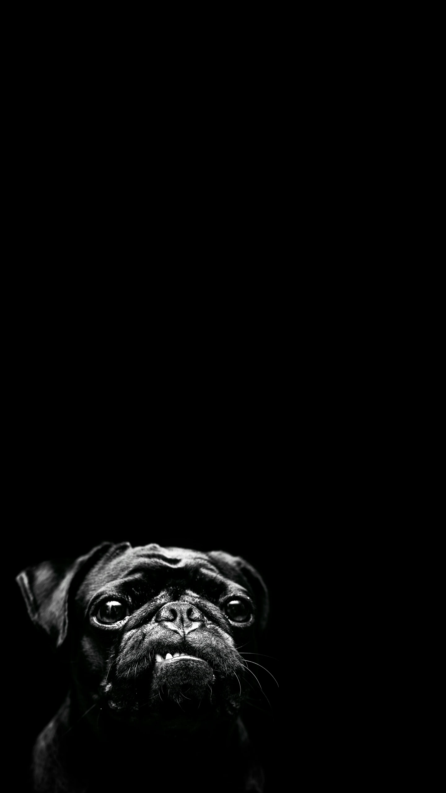 a pug staring straight ahead with a black background