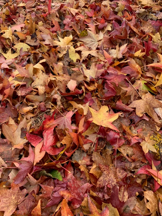 many leaves on the ground with one falling to them