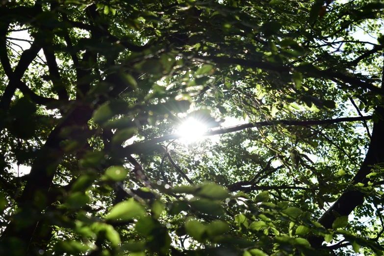 the sun is seen through a tree's nches with lots of leaves