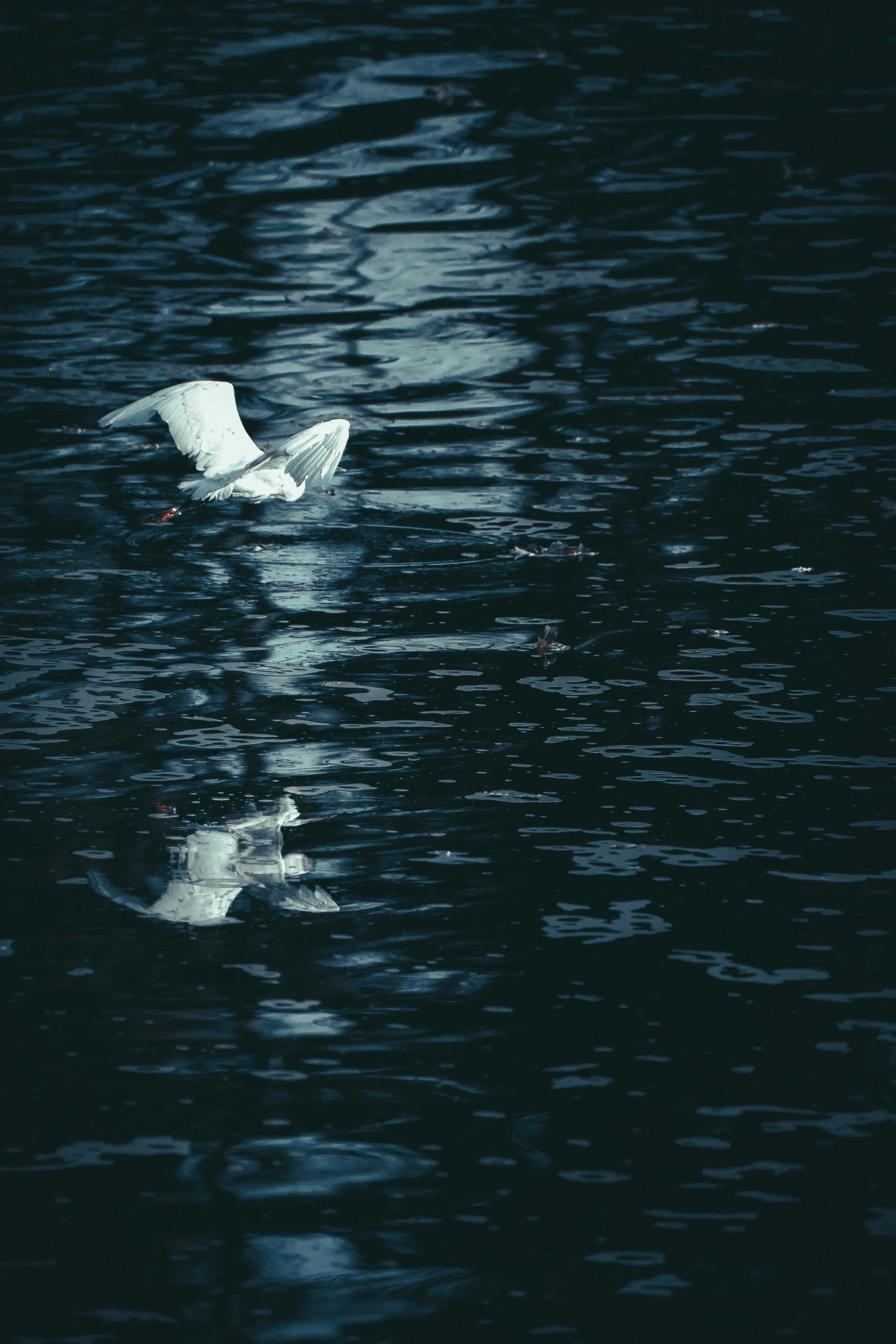 a duck floating in the middle of the water