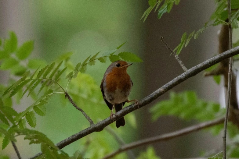 a red bird sitting on top of a tree nch