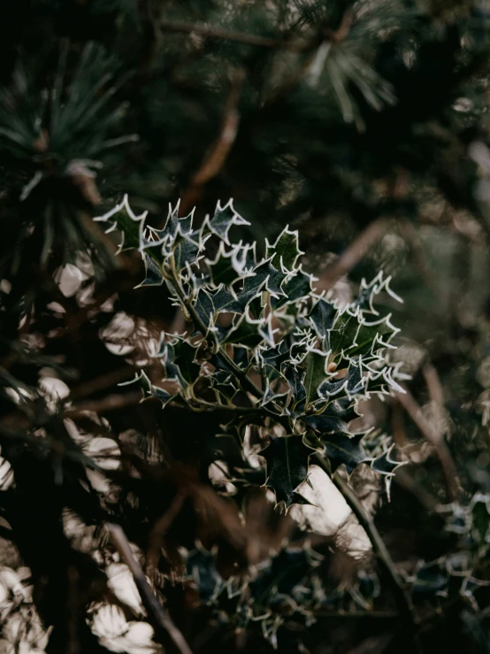 close up of the leaves of a tree