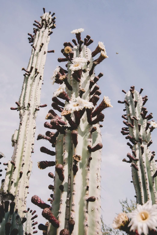 this is an image of cactus and sky