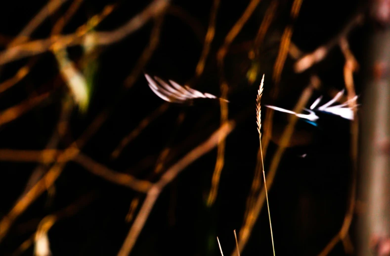 a feather coming out of a bush is visible through the thin leaves