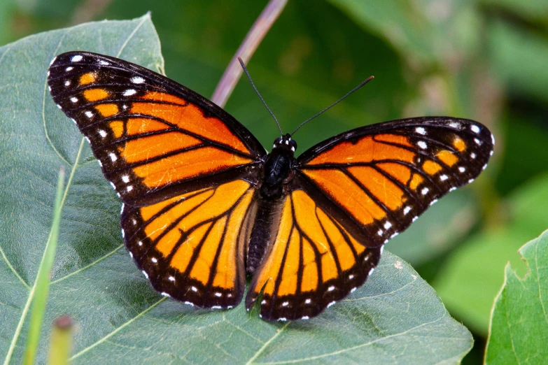 an orange erfly on top of a leaf