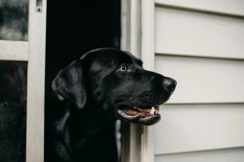 a black dog with its mouth open standing outside the front door