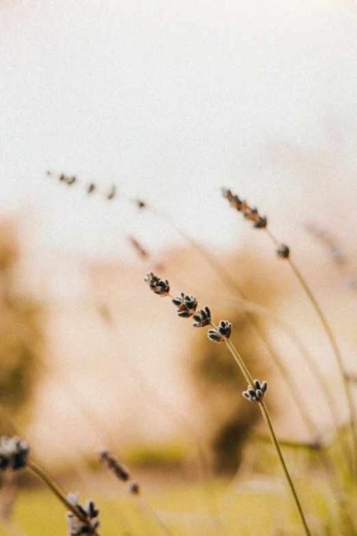 a blurry image of plants in a field