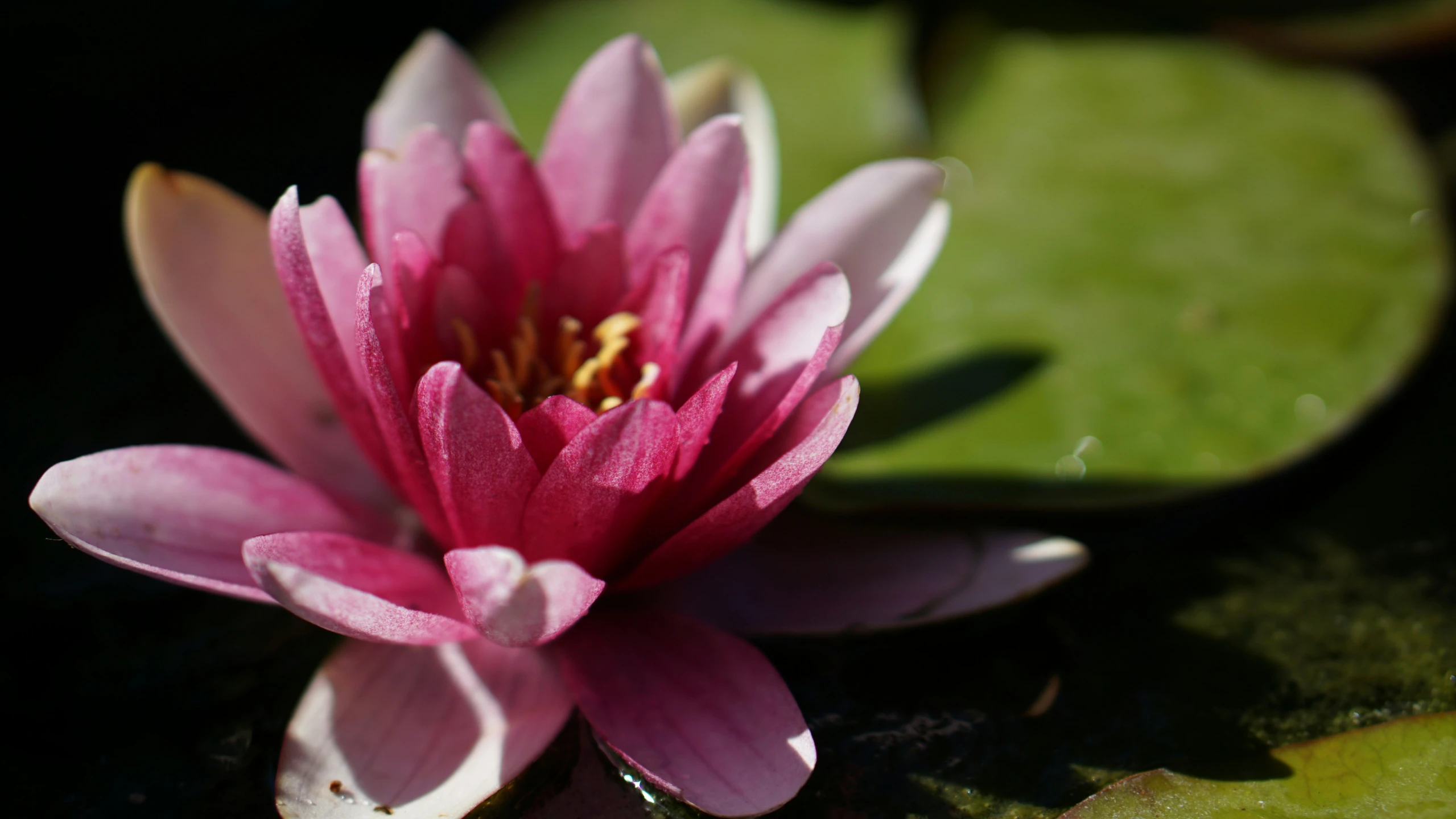 pink and white flower on leafy green water