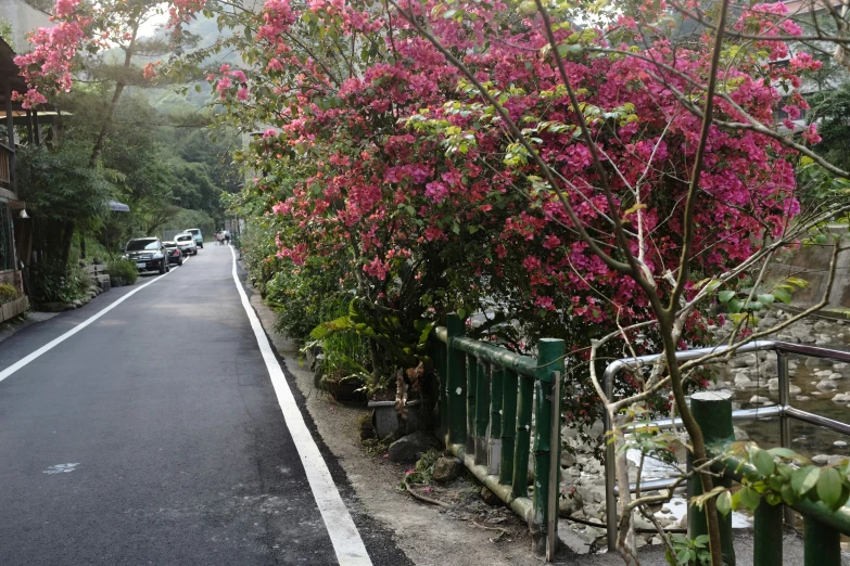 a city street with cars parked along it and a blooming bush in the foreground