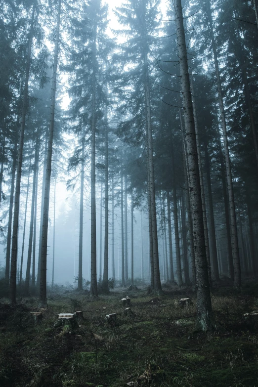 a forest in the fog with tall trees