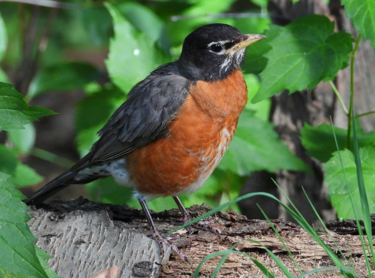 a bird perched on a tree stump among plants