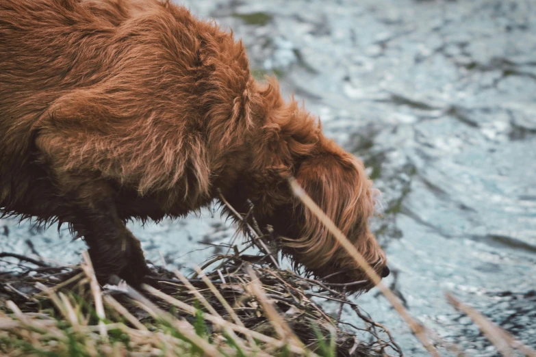 there is a furry bear that is eating grass