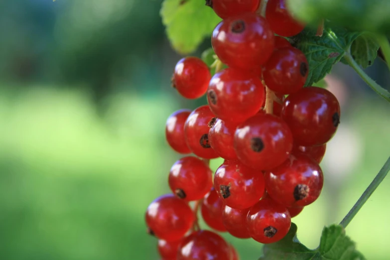 closeup of small bunches of red berries on the stem