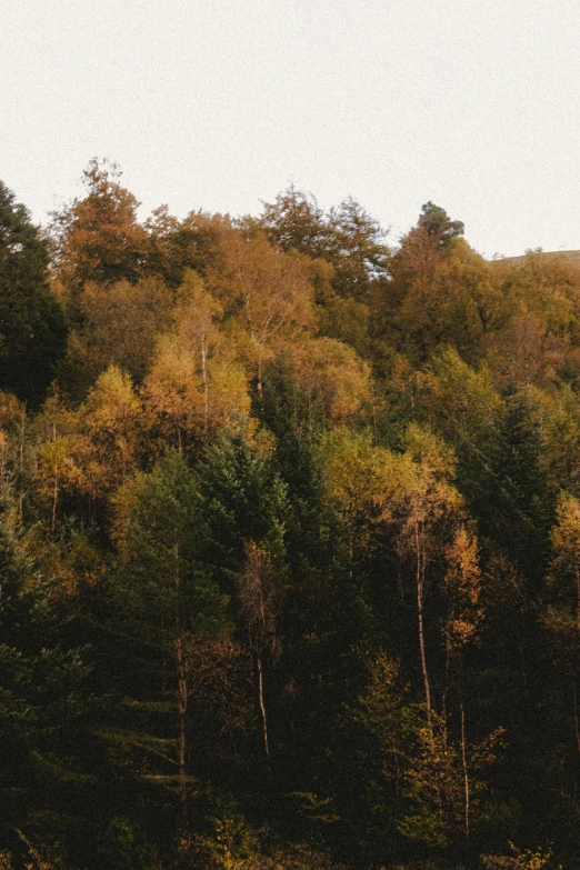 a field with lots of trees surrounding it