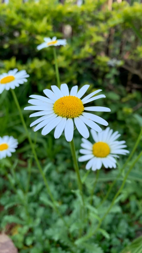 white daisies, with yellow centers, growing near the edge of a garden