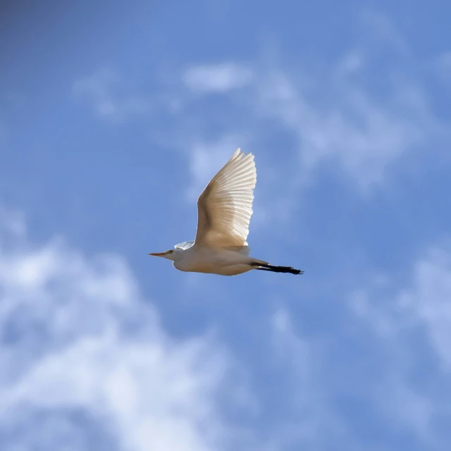 the large white bird is flying in a blue sky