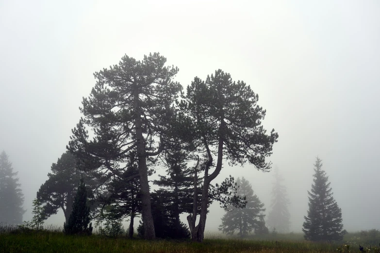 a foggy, grassy field with a bunch of trees