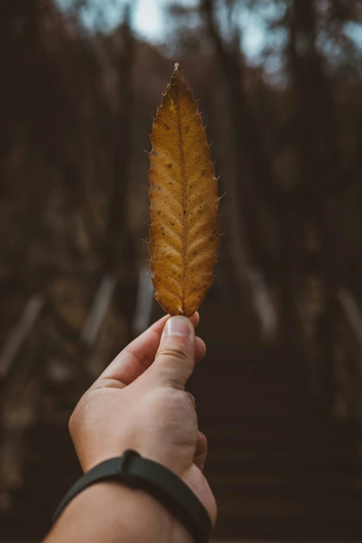 a person holds an orange leaf up in the air