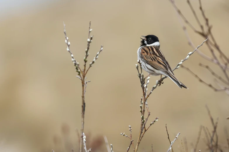 small bird standing on the tip of a small bush