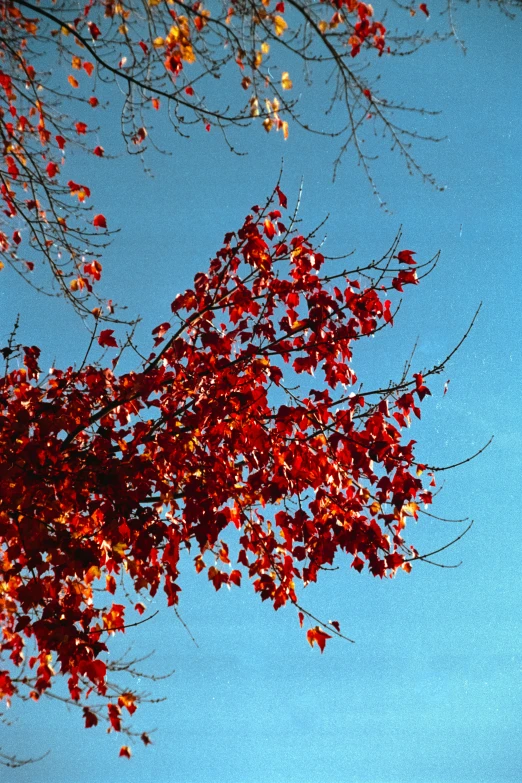 a red leafed tree in a blue sky