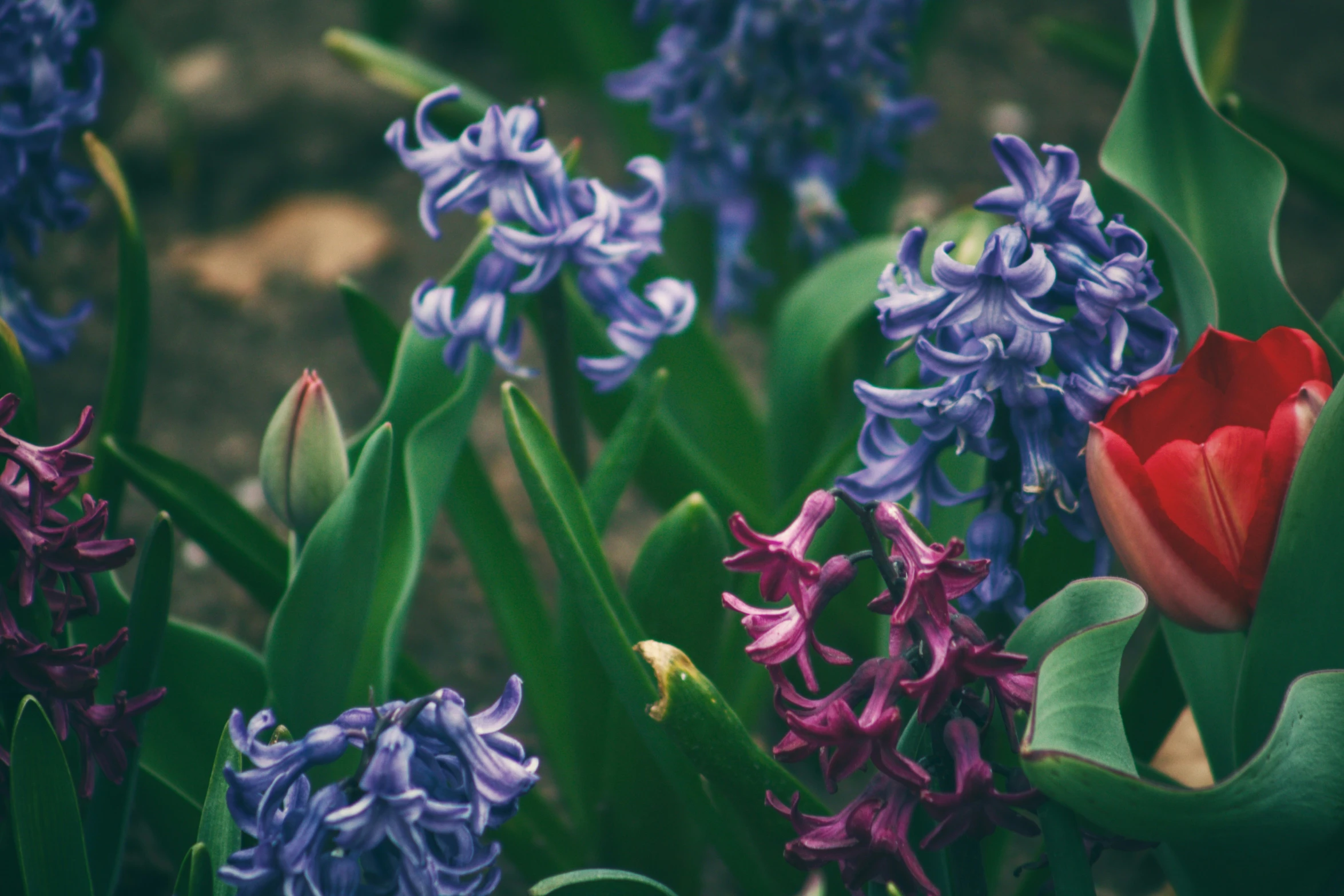 a close - up image of a red flower surrounded by other purple flowers