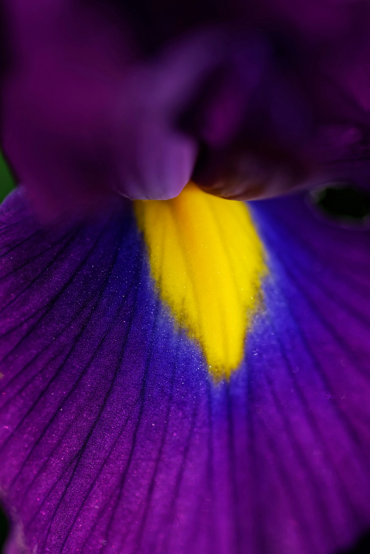 this is a large, purple flower with yellow in the center