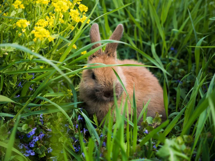 a small brown bunny hiding in the tall grass