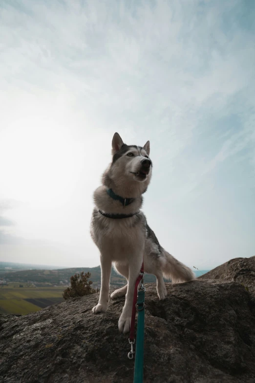 a large dog sitting on top of a mountain with his mouth open