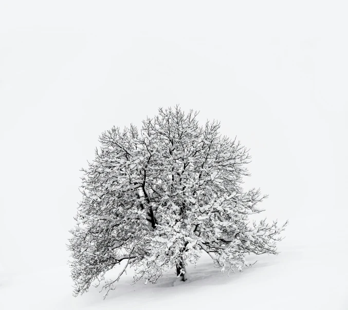 a single tree stands alone on a snowy hill