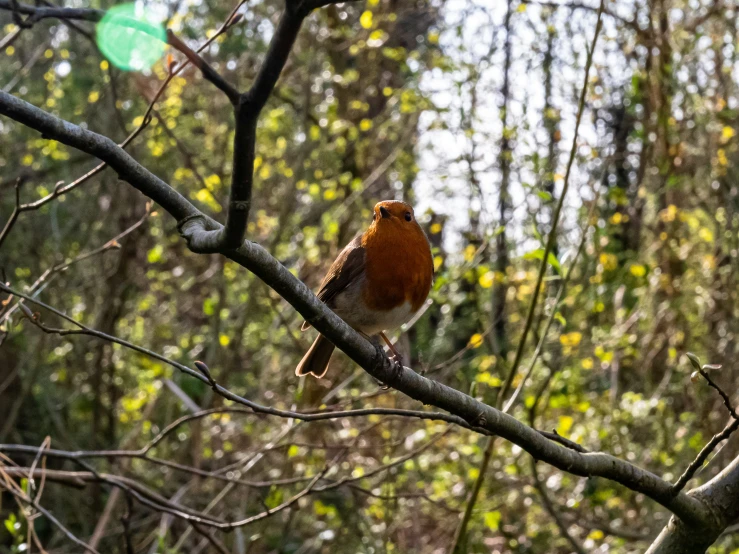 a bird on a nch of a tree