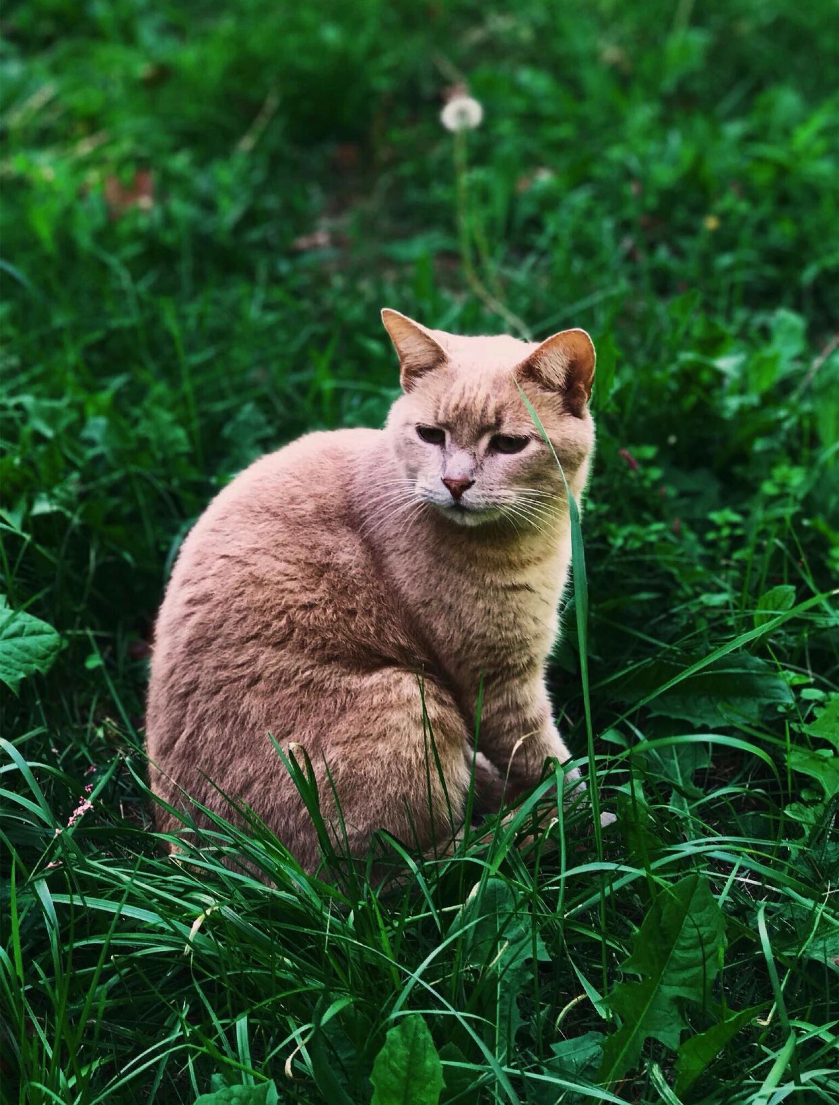 a cat is sitting in the grass and staring at the camera